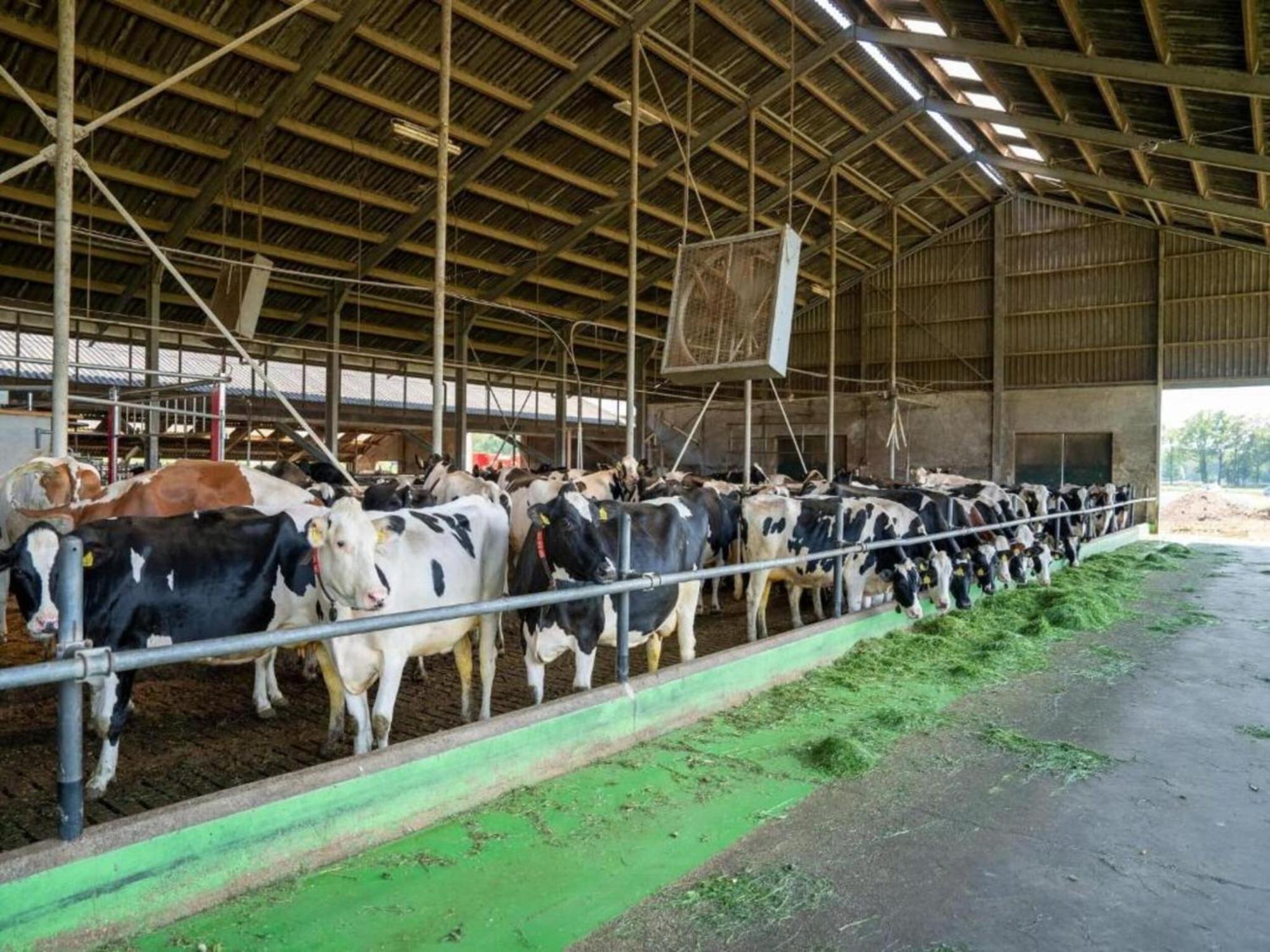 Monumental Farm In The Ash Landscape Villa Geesteren  Ngoại thất bức ảnh